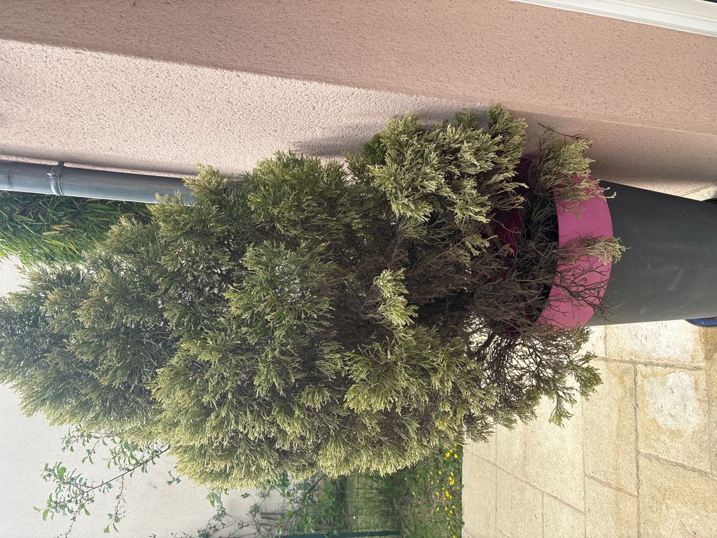 Sapin