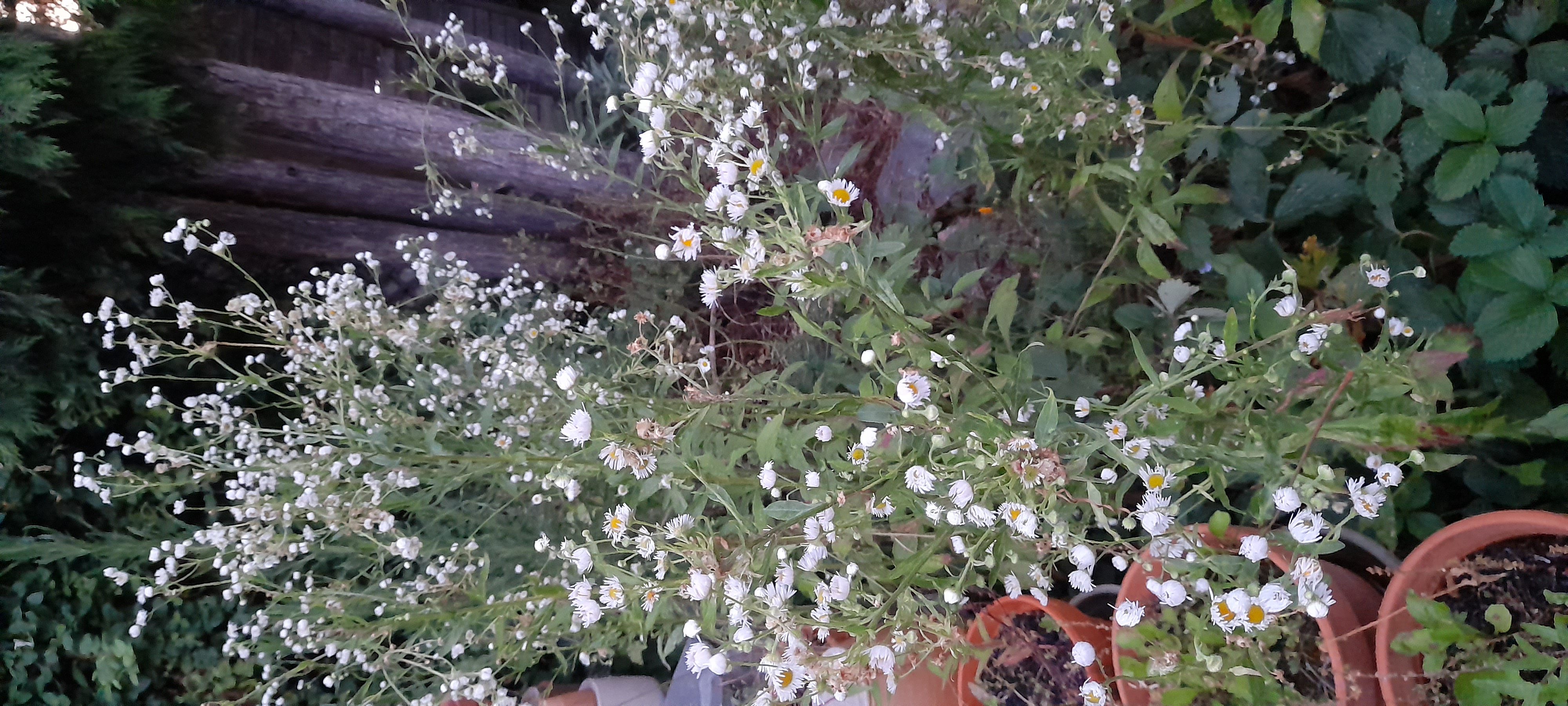 Petites marguerites