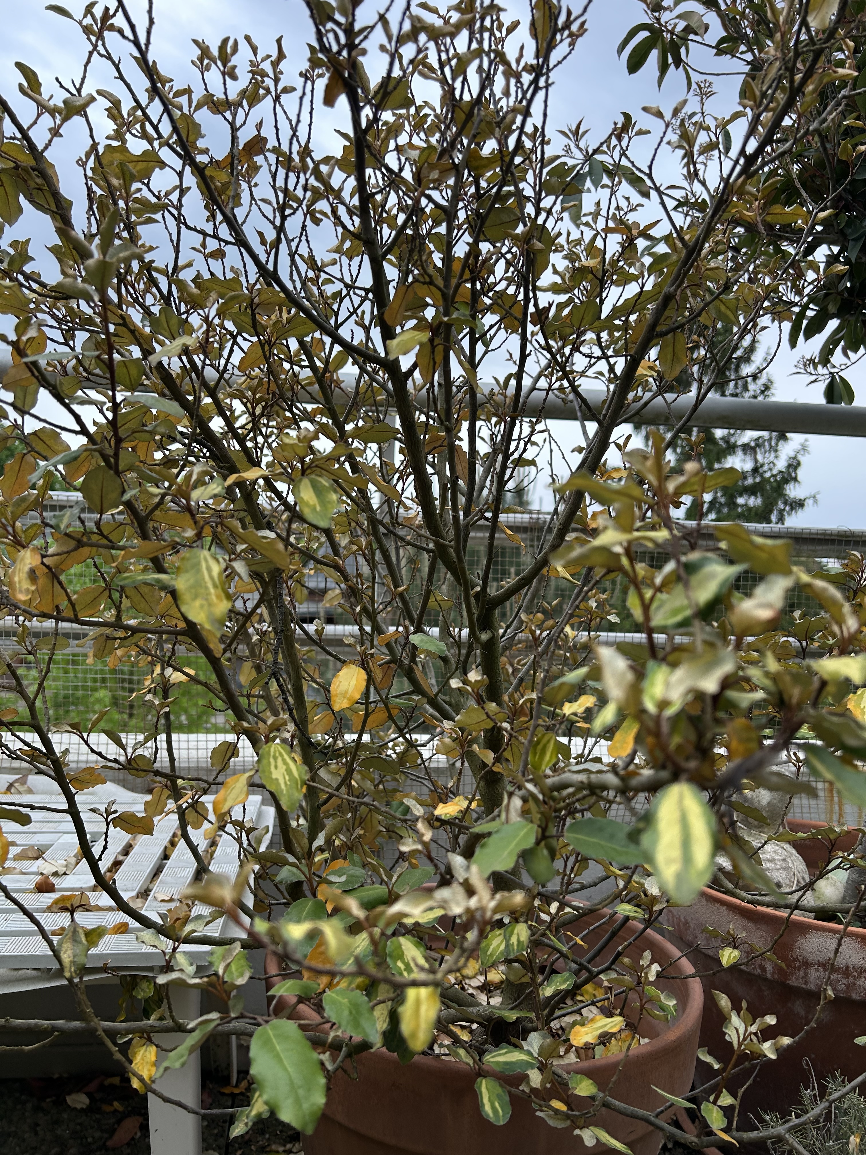 Petit arbuste pour terrasse