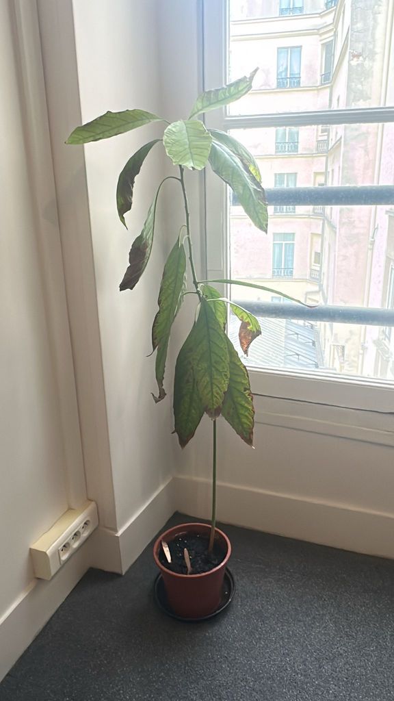 Plante d'avocat
