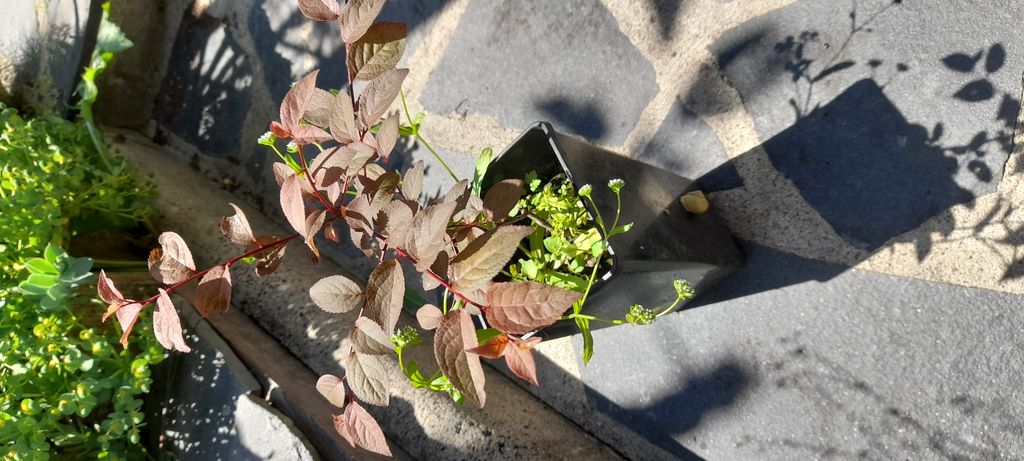 Prunus