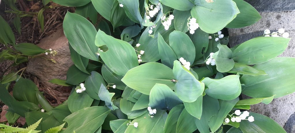 Muguet